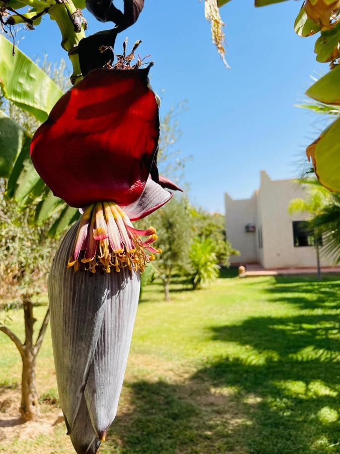Villa Msholidays Victoria Privatisee Marrakech Marrakesh Exterior foto